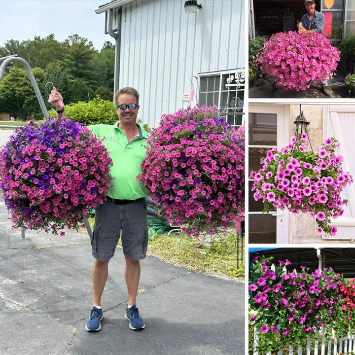💐💐 Zimní limitovaná edice 2025 ✨ Umělé macešky (petúnie) s UV simulací